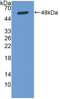 Osteonectin / SPARC Antibody - Western Blot; Sample: Recombinant Osteonectin, Human.