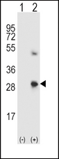 Osteonectin / SPARC Antibody - Western blot of SPARC (arrow) using rabbit polyclonal SPARC Antibody. 293 cell lysates (2 ug/lane) either nontransfected (Lane 1) or transiently transfected (Lane 2) with the SPARC gene.