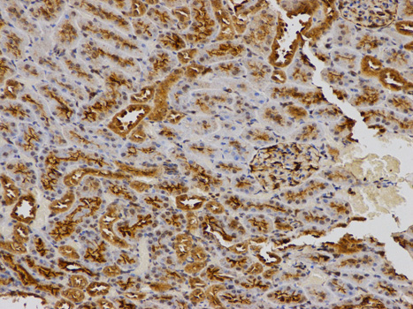 Osteonectin / SPARC Antibody - Immunohistochemistry of paraffin-embedded rat kidney using SPARC antibody at dilution of 1:100 (200x lens).