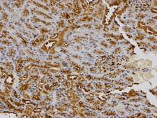 Osteonectin / SPARC Antibody - Immunohistochemistry of paraffin-embedded rat kidney using SPARC antibody at dilution of 1:100 (200x lens).