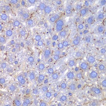 Osteonectin / SPARC Antibody - Immunohistochemistry of paraffin-embedded mouse liver using SPARC antibodyat dilution of 1:100 (40x lens).