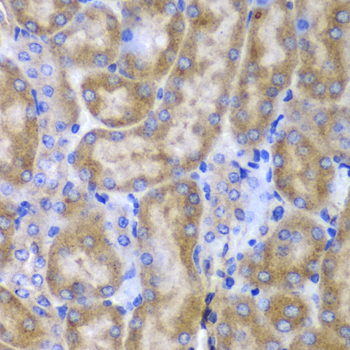 Osteonectin / SPARC Antibody - Immunohistochemistry of paraffin-embedded mouse kidney using SPARC antibodyat dilution of 1:100 (40x lens).