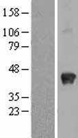 Osteonectin / SPARC Protein - Western validation with an anti-DDK antibody * L: Control HEK293 lysate R: Over-expression lysate