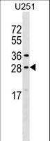 OSTF1 / OSF Antibody - OSTF1 Antibody western blot of U251 cell line lysates (35 ug/lane). The OSTF1 antibody detected the OSTF1 protein (arrow).