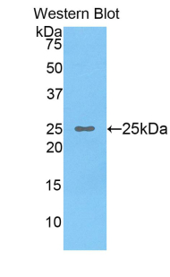 OSTF1 / OSF Antibody - Western blot of recombinant OSTF1 / OSF.  This image was taken for the unconjugated form of this product. Other forms have not been tested.