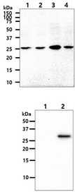 OSTF1 / OSF Antibody - The cell lysates (40ug) were resolved by SDS-PAGE, transferred to PVDF membrane and probed with anti-human OSTF1 antibody (1:1000). Proteins were visualized using a goat anti-mouse secondary antibody conjugated to HRP and an ECL detection system. Lane 1 : HepG2 cell lysate Lane 2 : MCF7 cell lysate Lane 3 : Jurkat cell lysate Lane 4 : LnCap cell lysate The cell lysates (10ug) were resolved by SDS-PAGE, transferred to PVDF membrane and probed with anti-human OSTF1 antibody (1:1000). Proteins were visualized using a goat anti-mouse secondary antibody conjugated to HRP and an ECL detection system. Lane 1 : 293T cell lysate Lane 2 : OSTF1 Transfected 293T cell lysate