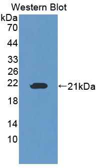 OSTM1 Antibody - Western Blot; Sample: Recombinant protein.