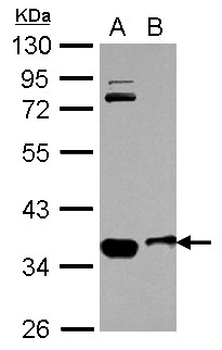 OSTM1 Antibody - Sample (30 ug of whole cell lysate) A: Raji B: HL-60 10% SDS PAGE OSTM1 antibody diluted at 1:1000
