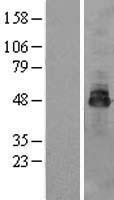 OSTM1 Protein - Western validation with an anti-DDK antibody * L: Control HEK293 lysate R: Over-expression lysate