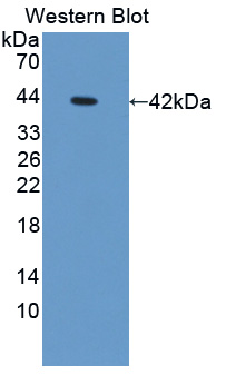 OSTN / Musclin / Osteocrin Antibody - Western blot of OSTN / Musclin / Osteocrin antibody.