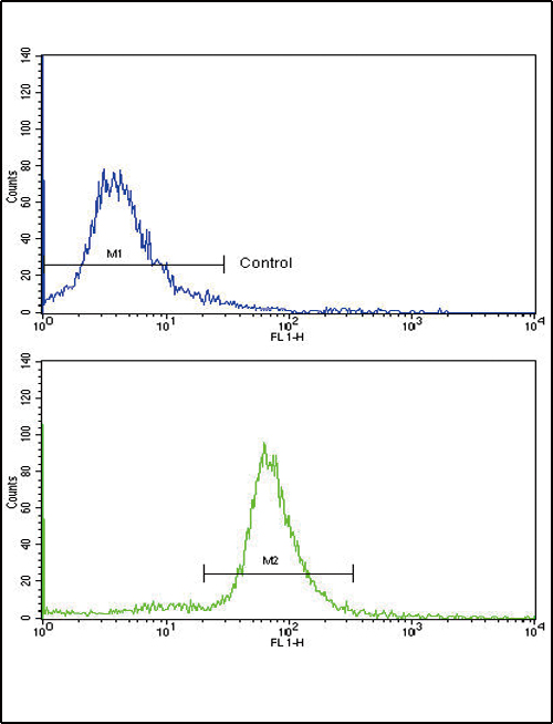 OTC Antibody - Flow cytometric of ATDC5 cells using OTC Antibody (bottom histogram) compared to a negative control cell (top histogram). FITC-conjugated goat-anti-rabbit secondary antibodies were used for the analysis.