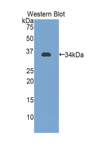 OTC Antibody - Western blot of recombinant OTC.  This image was taken for the unconjugated form of this product. Other forms have not been tested.