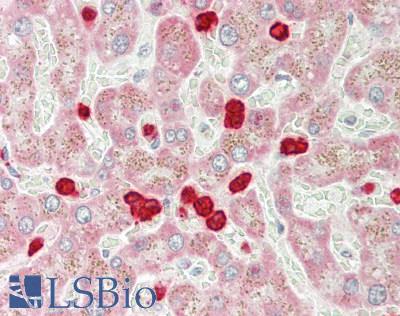 OTC Antibody - Human Liver: Formalin-Fixed, Paraffin-Embedded (FFPE).  This image was taken for the unconjugated form of this product. Other forms have not been tested.