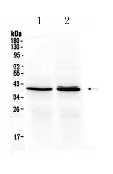 OTC Antibody - Western blot - Anti-OTC/Ornithine Carbamoyltransferase Picoband Antibody