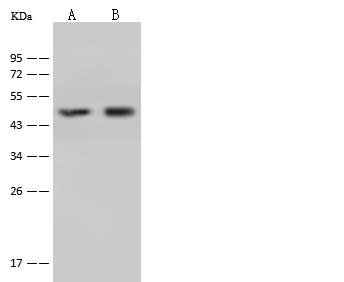 OTC Antibody - Anti-OTC rabbit polyclonal antibody at 1:500 dilution. Lane A: Mouse liver tissue lysate. Lane B: Rat liver tissue lysate. Lysates/proteins at 30 ug per lane. Secondary: Goat Anti-Rabbit IgG (H+L)/HRP at 1/10000 dilution. Developed using the ECL technique. Performed under reducing conditions. Predicted band size: 40 kDa.