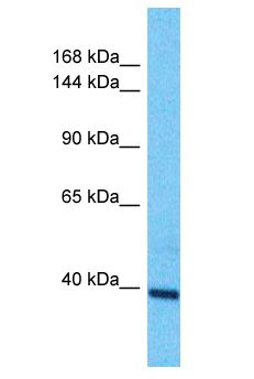 OTOGL Antibody - OTOGL antibody Western Blot of HepG2. Antibody dilution: 1 ug/ml.  This image was taken for the unconjugated form of this product. Other forms have not been tested.