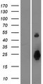 OTOL1 Protein - Western validation with an anti-DDK antibody * L: Control HEK293 lysate R: Over-expression lysate