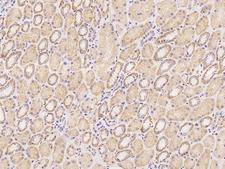 OTOP1 Antibody - Immunochemical staining of human OTOP1 in human kidney with rabbit polyclonal antibody at 1:100 dilution, formalin-fixed paraffin embedded sections.