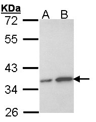 OTUB1 / OTU1 Antibody - Sample (30 ug of whole cell lysate). A: Hela, B: Hep G2 . 12% SDS PAGE. OTUB1 / OTU1 antibody diluted at 1:1000.