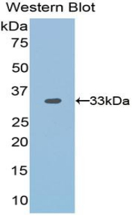 OTUB1 / OTU1 Antibody - Western blot of recombinant OTUB1 / OTU1.  This image was taken for the unconjugated form of this product. Other forms have not been tested.