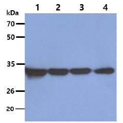 OTUB1 / OTU1 Antibody - The Cell lysates (40ug) were resolved by SDS-PAGE, transferred to PVDF membrane and probed with anti-human OTUB1 antibody (1:5000). Proteins were visualized using a goat anti-mouse secondary antibody conjugated to HRP and an ECL detection system. Lane 1. : A549 cell lysate Lane 2. : HeLa cell lysate Lane 3. : HepG2 cell lysate Lane 4. : 293T cell lysate
