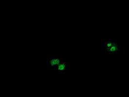 OTUB1 / OTU1 Antibody - Anti-OTUB1 mouse monoclonal antibody immunofluorescent staining of COS7 cells transiently transfected by pCMV6-ENTRY OTUB1.