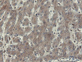 OTUB1 / OTU1 Antibody - IHC of paraffin-embedded Human liver tissue using anti-OTUB1 mouse monoclonal antibody.