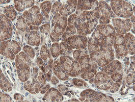 OTUB1 / OTU1 Antibody - IHC of paraffin-embedded Human pancreas tissue using anti-OTUB1 mouse monoclonal antibody.