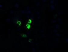 OTUB1 / OTU1 Antibody - Anti-OTUB1 mouse monoclonal antibody immunofluorescent staining of COS7 cells transiently transfected by pCMV6-ENTRY OTUB1.