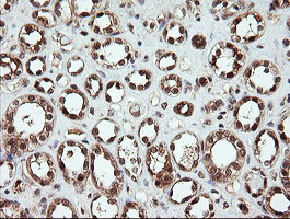 OTUB1 / OTU1 Antibody - IHC of paraffin-embedded Human Kidney tissue using anti-OTUB1 mouse monoclonal antibody.