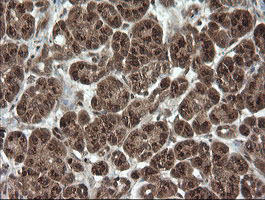 OTUB1 / OTU1 Antibody - IHC of paraffin-embedded Human pancreas tissue using anti-OTUB1 mouse monoclonal antibody.