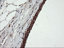 OTUB1 / OTU1 Antibody - IHC of paraffin-embedded Human bladder tissue using anti-OTUB1 mouse monoclonal antibody.