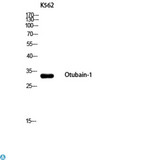 OTUB1 / OTU1 Antibody - Western Blot (WB) analysis of K562 using Otubain-1 antibody.