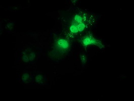 OTUB2 Antibody - Anti-OTUB2 mouse monoclonal antibody  immunofluorescent staining of COS7 cells transiently transfected by pCMV6-ENTRY OTUB2.