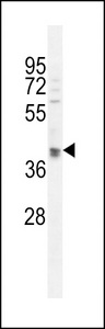 OTUD3 Antibody - OTUD3 Antibody western blot of U251 cell line lysates (35 ug/lane). The OTUD3 antibody detected the OTUD3 protein (arrow).