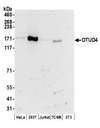 OTUD4 Antibody - Detection of human and mouse OTUD4 by western blot. Samples: Whole cell lysate (50 µg) from HeLa, HEK293T, Jurkat, mouse TCMK-1, and mouse NIH 3T3 cells prepared using NETN lysis buffer. Antibodies: Affinity purified rabbit anti-OTUD4 antibody used for WB at 0.1 µg/ml. Detection: Chemiluminescence with an exposure time of 3 minutes.