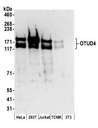 OTUD4 Antibody - Detection of human and mouse OTUD4 by western blot. Samples: Whole cell lysate (50 µg) from HeLa, HEK293T, Jurkat, mouse TCMK-1, and mouse NIH 3T3 cells prepared using NETN lysis buffer. Antibodies: Affinity purified rabbit anti-OTUD4 antibody used for WB at 0.1 µg/ml. Detection: Chemiluminescence with an exposure time of 3 minutes.