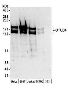 OTUD4 Antibody - Detection of human and mouse OTUD4 by western blot. Samples: Whole cell lysate (50 µg) from HeLa, HEK293T, Jurkat, mouse TCMK-1, and mouse NIH 3T3 cells prepared using NETN lysis buffer. Antibodies: Affinity purified rabbit anti-OTUD4 antibody used for WB at 0.1 µg/ml. Detection: Chemiluminescence with an exposure time of 3 minutes.