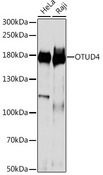 OTUD4 Antibody - Western blot analysis of extracts of various cell lines, using OTUD4 antibody at 1:1000 dilution. The secondary antibody used was an HRP Goat Anti-Rabbit IgG (H+L) at 1:10000 dilution. Lysates were loaded 25ug per lane and 3% nonfat dry milk in TBST was used for blocking. An ECL Kit was used for detection and the exposure time was 10s.