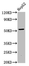 OTUD5 Antibody - Positive Western Blot detected in HepG2 whole cell lysate. All lanes: OTUD5 antibody at 6.75 µg/ml Secondary Goat polyclonal to rabbit IgG at 1/50000 dilution. Predicted band size: 61, 59, 60, 40 KDa. Observed band size: 59 KDa