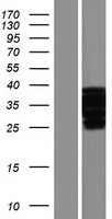 OTUD6A Protein - Western validation with an anti-DDK antibody * L: Control HEK293 lysate R: Over-expression lysate