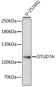 OTUD7A Antibody - Western blot analysis of extracts of U-251MG cells using OTUD7A Polyclonal Antibody at dilution of 1:1000.