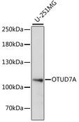 OTUD7A Antibody - Western blot analysis of extracts of U-251MG cells using OTUD7A Polyclonal Antibody at dilution of 1:1000.