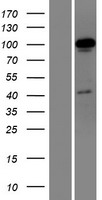 OTUD7A Protein - Western validation with an anti-DDK antibody * L: Control HEK293 lysate R: Over-expression lysate