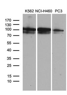 OTUD7B / Cezanne Antibody - Western blot analysis of extracts. (35ug) from 3 different cell lines by using anti-OTUD7B monoclonal antibody. (1:500)