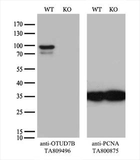 OTUD7B / Cezanne Antibody - Equivalent amounts of cell lysates  and OTUD7B-Knockout HeLa cells  were separated by SDS-PAGE and immunoblotted with anti-OTUD7B monoclonal antibody. Then the blotted membrane was stripped and reprobed with anti-PCNA antibody as a loading control.