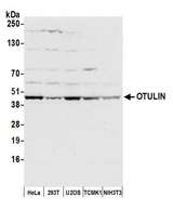 OTULIN / FAM105B Antibody - Detection of human and mouse OTULIN by western blot. Samples: Whole cell lysate (50 µg) from HeLa, HEK293T, U2OS, mouse TCMK-1, and mouse NIH 3T3 cells prepared using NETN lysis buffer. Antibody: Affinity purified rabbit anti-OTULIN antibody used for WB at 1:1000. Detection: Chemiluminescence with an exposure time of 10 seconds.