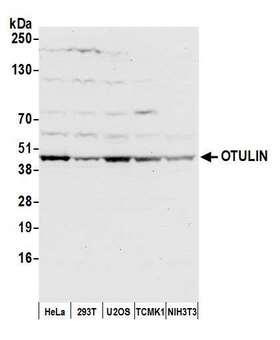OTULIN / FAM105B Antibody - Detection of human and mouse OTULIN by western blot. Samples: Whole cell lysate (50 µg) from HeLa, HEK293T, U2OS, mouse TCMK-1, and mouse NIH 3T3 cells prepared using NETN lysis buffer. Antibody: Affinity purified rabbit anti-OTULIN antibody used for WB at 1:1000. Detection: Chemiluminescence with an exposure time of 10 seconds.
