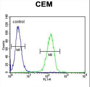 OTULIN / FAM105B Antibody - FAM105B Antibody flow cytometry of CEM cells (right histogram) compared to a negative control cell (left histogram). FITC-conjugated goat-anti-rabbit secondary antibodies were used for the analysis.