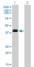 OTX1 Antibody - Western Blot analysis of OTX1 expression in transfected 293T cell line by OTX1 monoclonal antibody (M01), clone 1F2.Lane 1: OTX1 transfected lysate(37.3 KDa).Lane 2: Non-transfected lysate.
